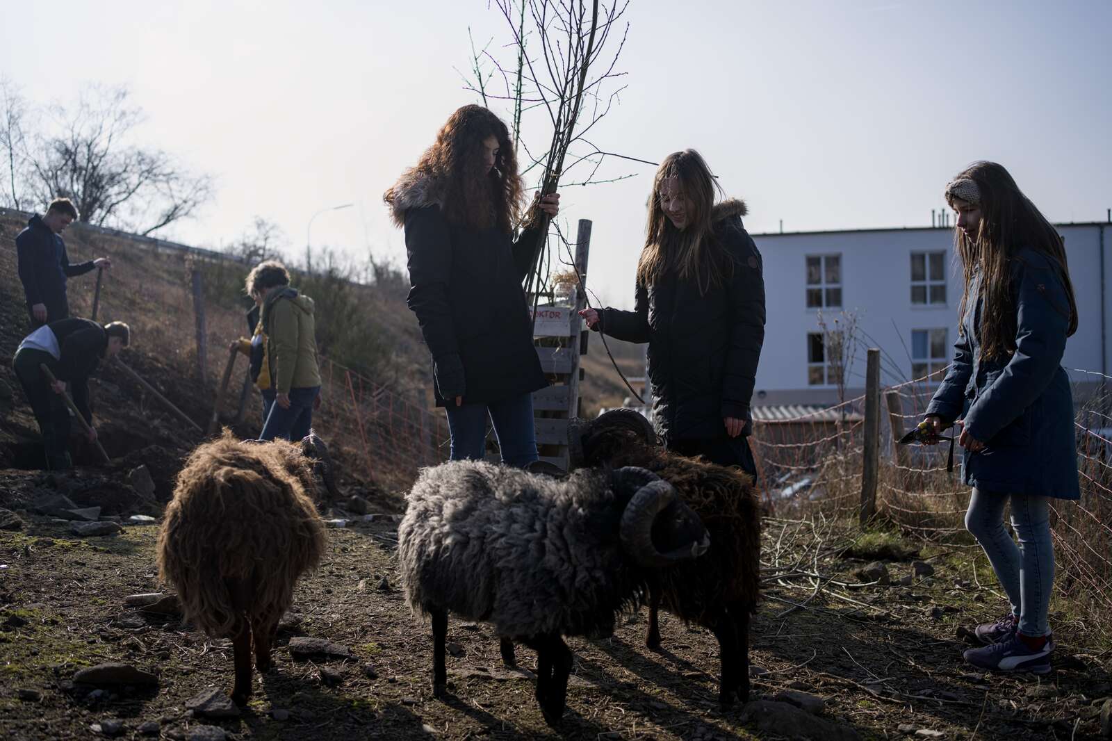 Schülerinnen bei der Gartenarbeit mit den Schulschafen